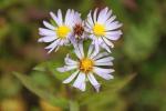 IMG_5935_600x400
