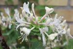 IMG_0385_600x400